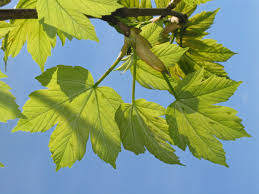 Érable, érable plane, érable champêtre