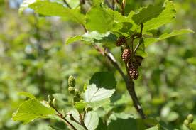 Aulne, aulne glutineux