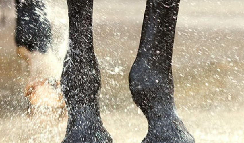 Hufe, Fesseln und Nässe