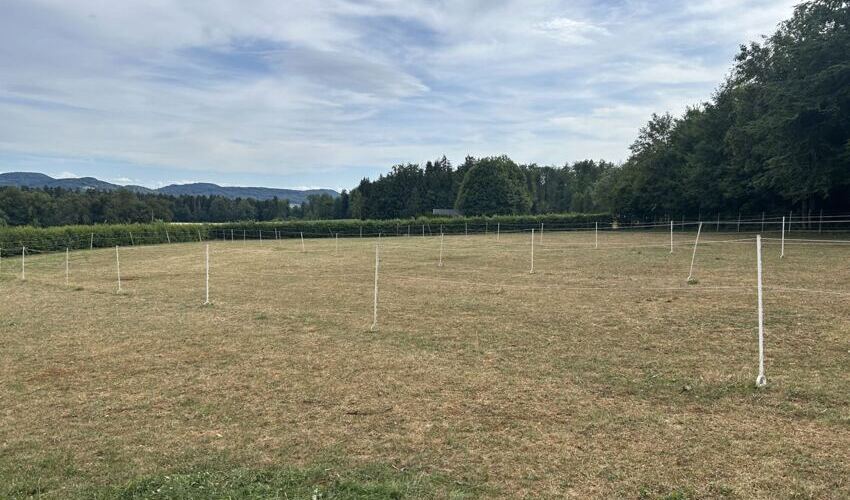 Kein Gras - noch kein Problem