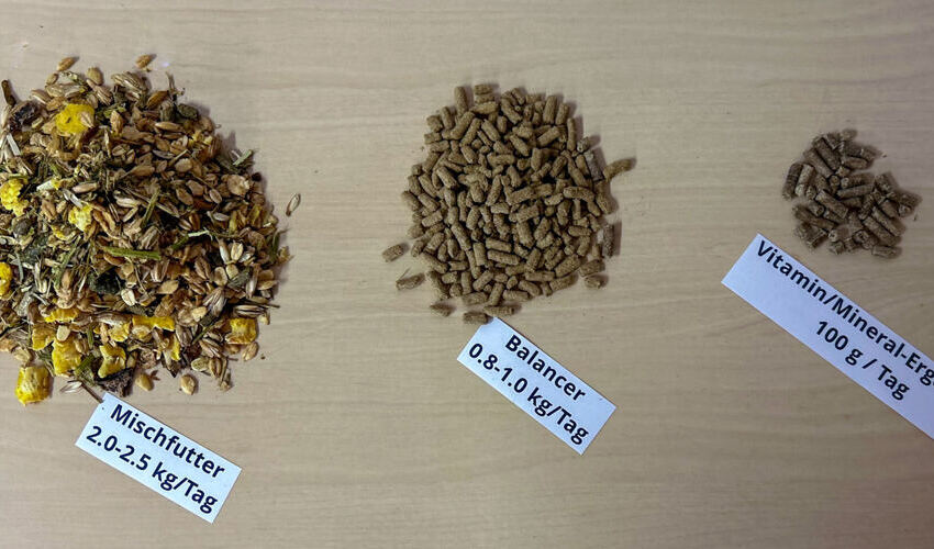 Mischfutter, Balancer oder Min/Vit-Präparat? Was soll ich wählen?